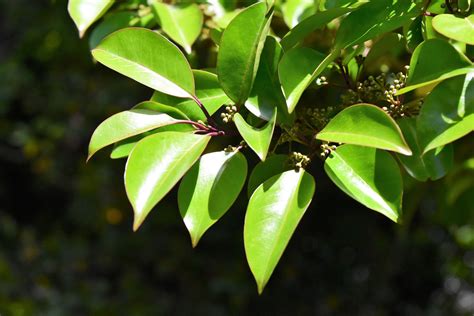 木 代表種|庭木図鑑 植木ペディア